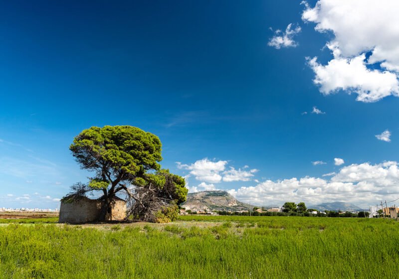 Landscape Rudere con Albero