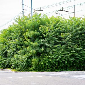 aa4021d7a1d04076bcdab1c721d05d33-1.jpg Milano Cassala